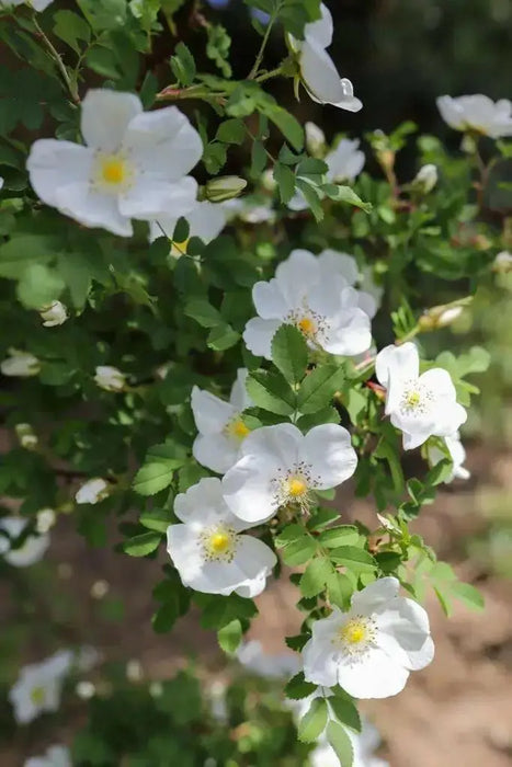 Rosa spinosissima, BURNET ROSE, SCOTCH ROSE Seed, PERENNIAL SHRUB - Caribbean garden seed