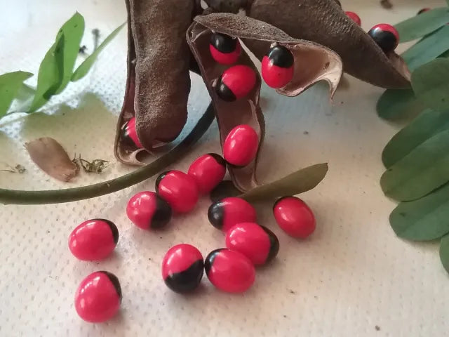 Jequirity Bean Seeds - Abrus precatorius | Rosary Pea Tropical Vine