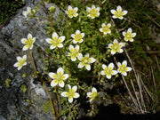 Rough Saxifraga Flower Seeds - Caribbean garden seed