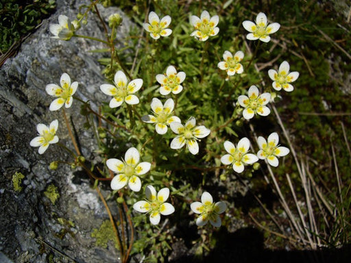 Rough Saxifraga Flower Seeds - Caribbean garden seed