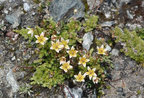 Rough Saxifraga Flower Seeds - Caribbean garden seed
