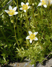 Rough Saxifraga Flower Seeds - Caribbean garden seed