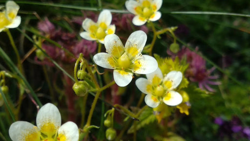 Rough Saxifraga Flower Seeds - Caribbean garden seed