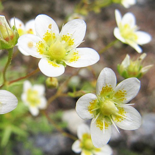 Rough Saxifraga Flower Seeds - Caribbean garden seed