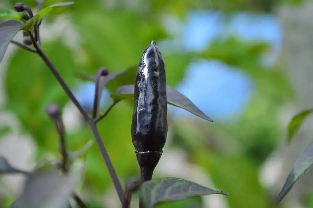 Royal Black Pepper Seeds ,Capsicum Annuum, Edible ornamental - Caribbeangardenseed