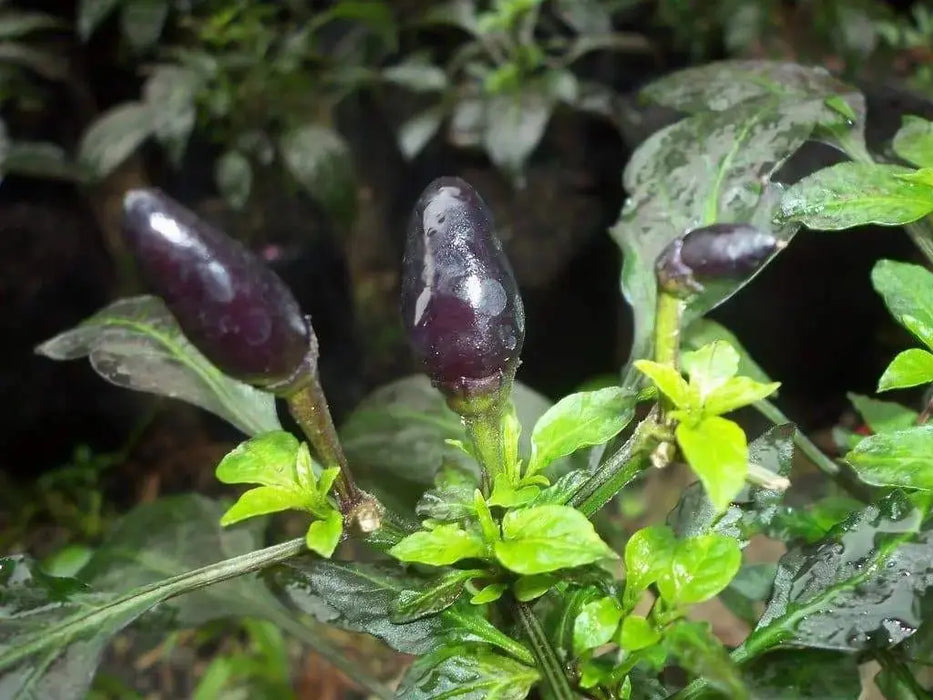 Royal Black Pepper Seeds ,Capsicum Annuum, Edible ornamental - Caribbeangardenseed