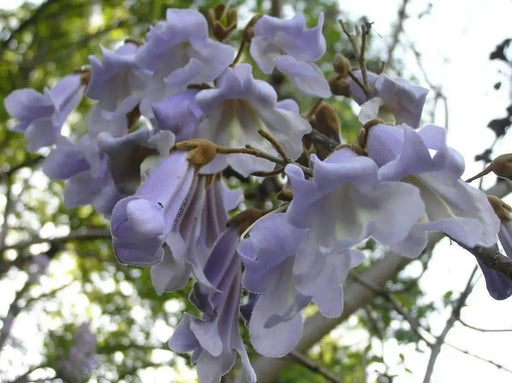 Royal Empress Tree Seeds , Paulownia tomentosa ,Tropical,Perennial - Caribbeangardenseed