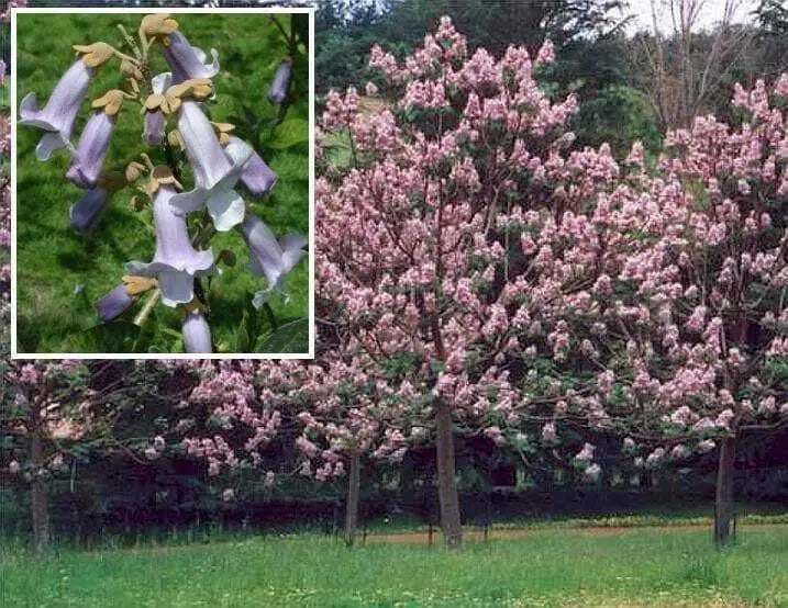 Royal Empress Seeds ,Tropical tree - Caribbean garden seed