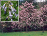 Royal Empress Seeds ,Tropical tree - Caribbean garden seed