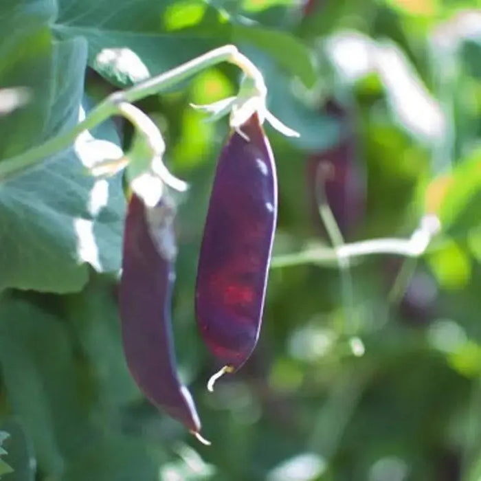 ROYAL Snow Pea Seeds, Purple Pods - Caribbeangardenseed