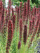 Russian Bugloss Seeds,Ruby (Echium Russicum) Great cut flower, Perennial - Caribbeangardenseed