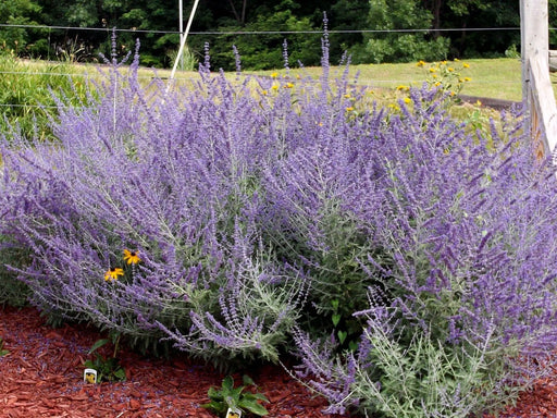 Russian Sage ,BARE root Perennial, Deer resistant, - Caribbeangardenseed