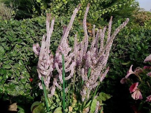 Russian Statice FLOWERS Seeds - Suworowii - Caribbean garden seed