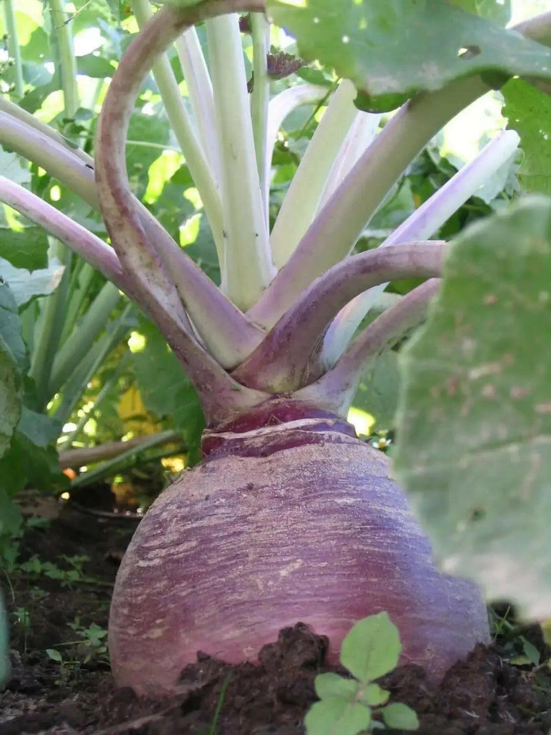 Rutabaga Turnip Seeds - Purple Top, Organic Non-GMO - Heirloom Vegetable - Caribbeangardenseed