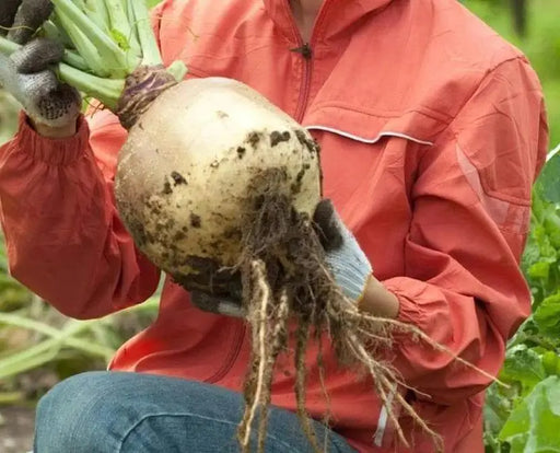 Rutabaga Turnip Seeds - Purple Top, Organic Non-GMO - Heirloom Vegetable - Caribbeangardenseed