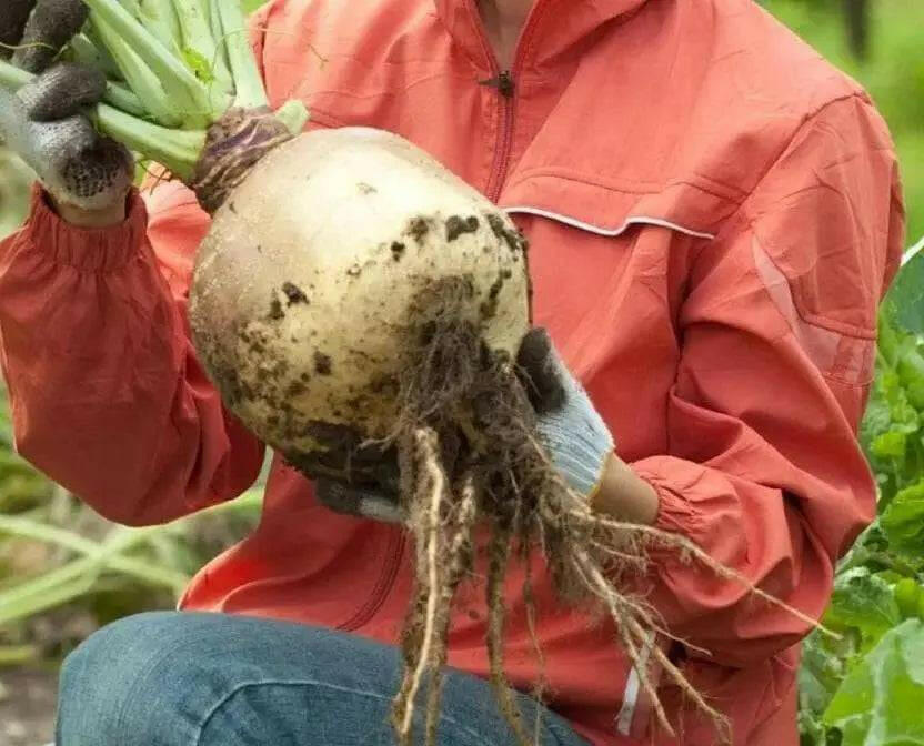 Rutabaga Turnip Seeds - Purple Top, Organic Non-GMO - Heirloom Vegetable