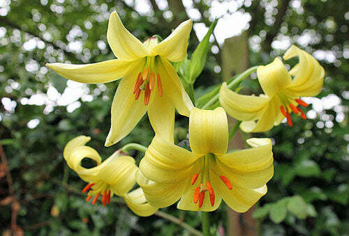 Caucasus Lily Seeds - Caribbean garden seed