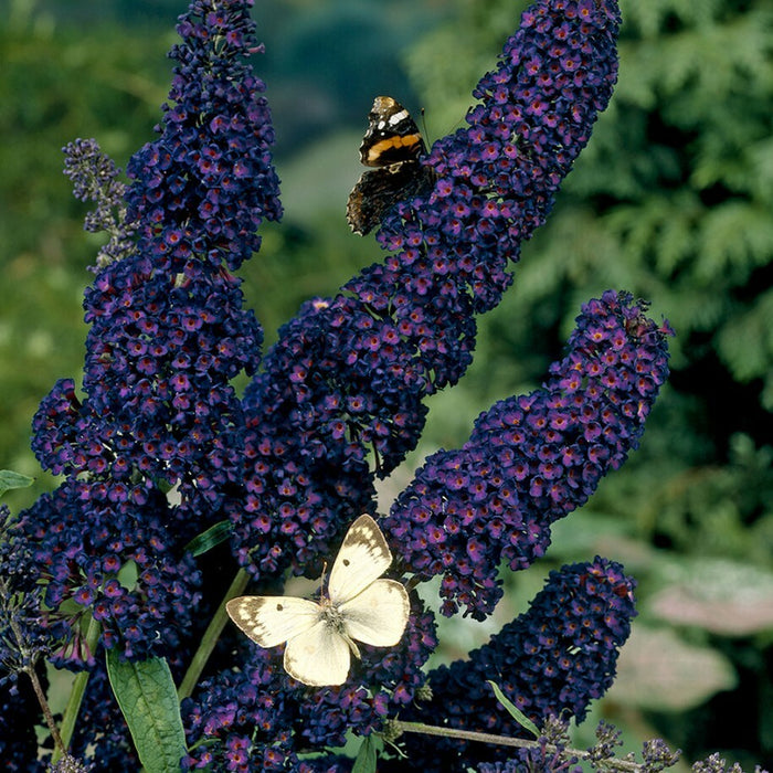 Black Knight Butterfly Bush - Live Plants, HARDY PERENNIAL - Caribbean garden seed
