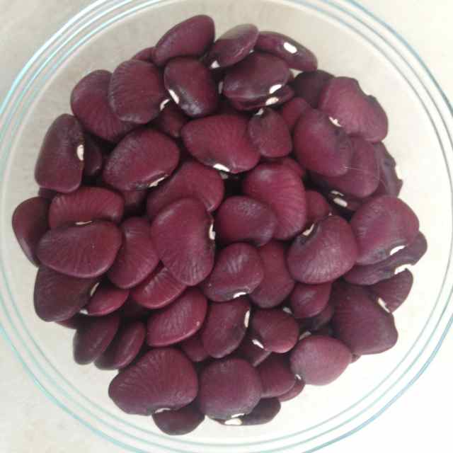 Dutch Purple Burgundy Pole Lima Bean Seeds