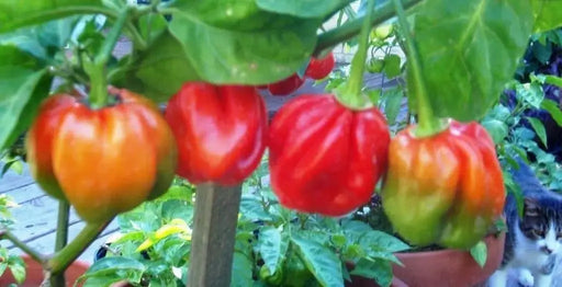 Safi RED Scotch Bonnet ,Pepper SEEDS (Capsicum chinense - Caribbeangardenseed