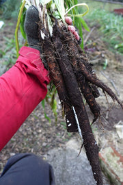 Black Root Salsify SEEDS, Heirloom, Non-GMO. Caribbean garden seed