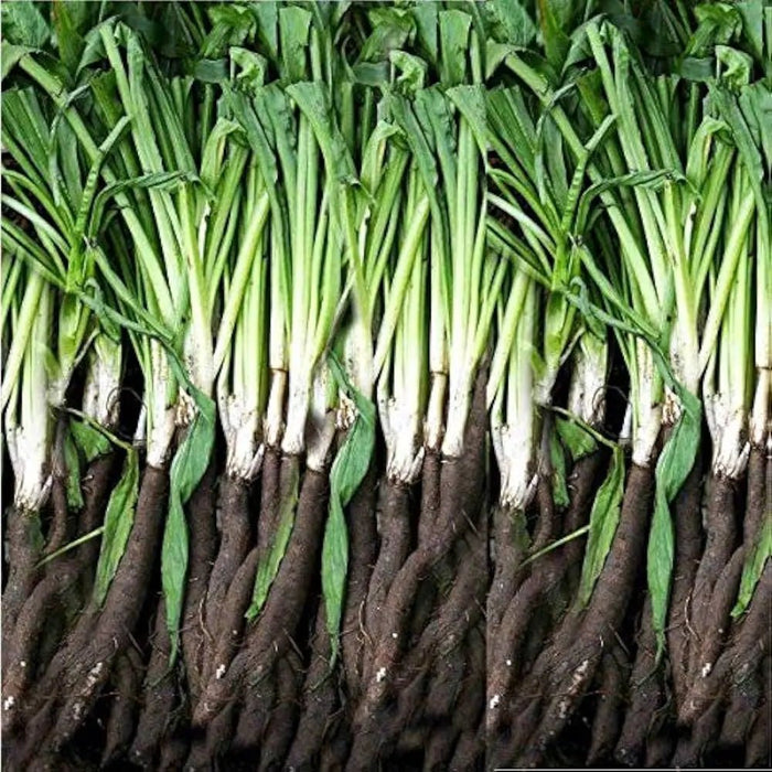 Black Root Salsify SEEDS, Heirloom, Non-GMO. Caribbean garden seed