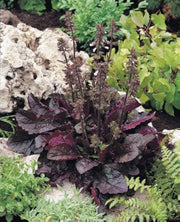 Salvia Lyrata ,Purple Knockout ,FLOWERS Seed - Caribbean garden seed