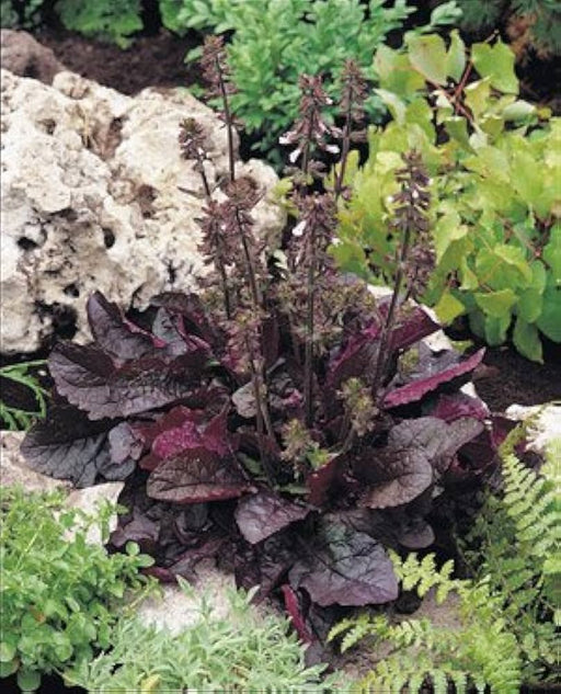 Salvia Lyrata ,Purple Knockout ,FLOWERS Seed - Caribbean garden seed