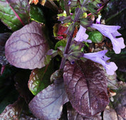 Salvia Lyrata ,Purple Knockout ,FLOWERS Seed - Caribbean garden seed