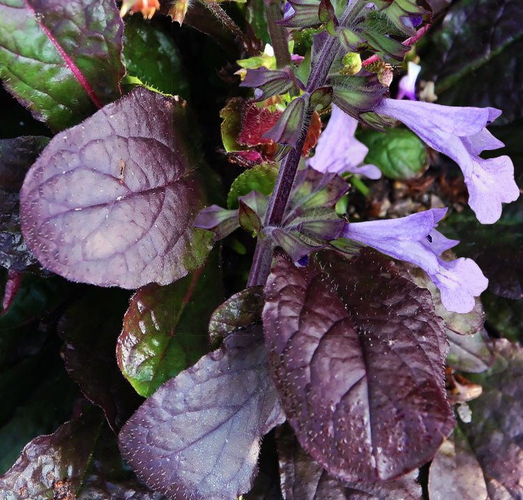 Salvia Lyrata ,Purple Knockout ,FLOWERS Seed - Caribbean garden seed