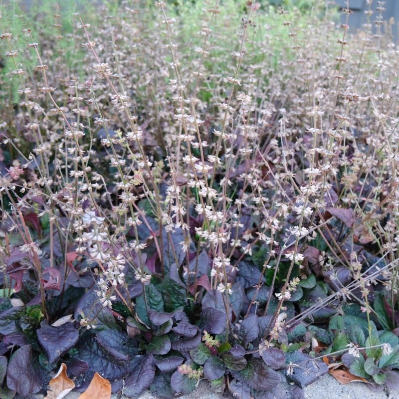 Salvia Lyrata ,Purple Knockout ,FLOWERS Seed - Caribbean garden seed