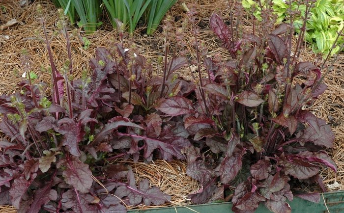 Salvia Lyrata ,Purple Knockout ,FLOWERS Seed - Caribbean garden seed