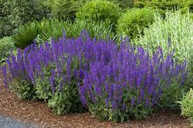 Salvia SAGE ‘May Night’ - Caribbeangardenseed