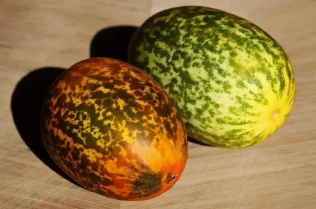 Sambar Cucumber Seeds, (Dosakkai type) - Caribbean garden seed