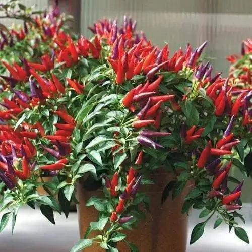 SANGRIA ORNAMENTAL PEPPER (LIVE PLANTS) FLOWERS-Capsicum annuum - Caribbeangardenseed