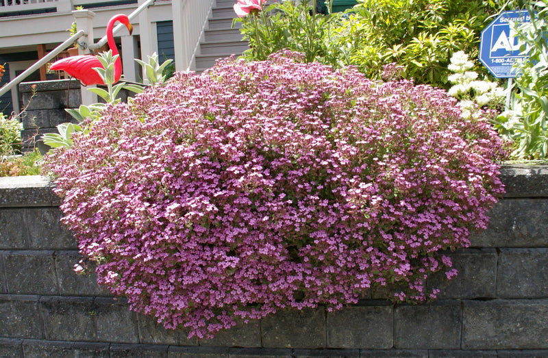 Bouncing Bet Soapwort Seeds – Fragrant Perennial Wildflower, Medicinal Herb (Saponaria officinalis)