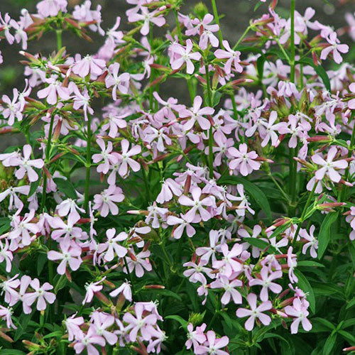 Bouncing Bet Soapwort Seeds – Fragrant Perennial Wildflower, Medicinal Herb (Saponaria officinalis)