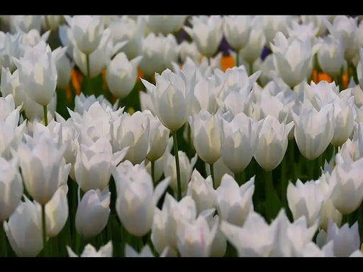 Sapporo Lily Flowering Tulip bulbs, Bloom Late Spring - Caribbean garden seed