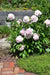 Sarah Bernhardt PEONY (Bareroots Plant) 3-4 Eyes, Perennial Shrub. - Caribbeangardenseed