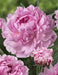 Sarah Bernhardt PEONY (Bareroots Plant) 3-4 Eyes, Perennial Shrub. - Caribbeangardenseed