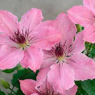 Sarah Elizabeth CLEMATIS pink FLOWERS  (STARTER PLANT) PERENNIAL VINE - Caribbean garden seed