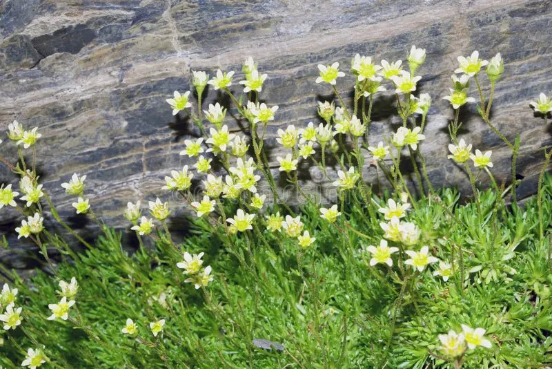 Saxifraga exarata (Furrowed Saxifrage) Seeds - Caribbean garden seed
