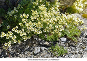 Saxifraga exarata (Furrowed Saxifrage) Seeds - Caribbean garden seed