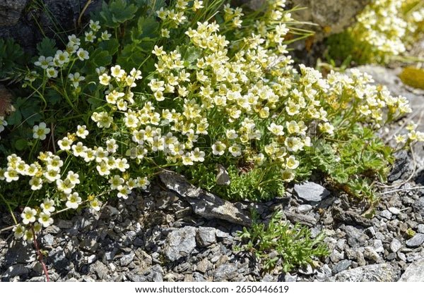 Saxifraga exarata (Furrowed Saxifrage) Seeds - Caribbean garden seed