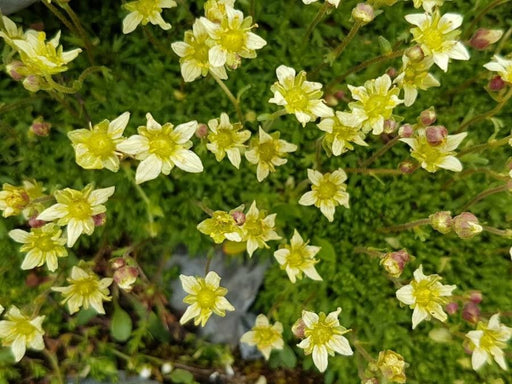 Saxifraga exarata (Furrowed Saxifrage) Seeds - Caribbean garden seed