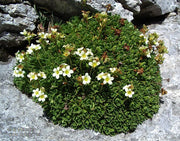 Saxifraga exarata (Furrowed Saxifrage) Seeds - Caribbean garden seed
