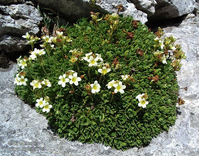 Saxifraga exarata (Furrowed Saxifrage) Seeds - Caribbean garden seed