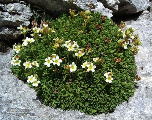 Saxifraga exarata (Furrowed Saxifrage) Seeds - Caribbean garden seed