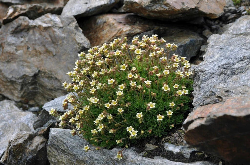 Saxifraga exarata (Furrowed Saxifrage) Seeds - Caribbean garden seed