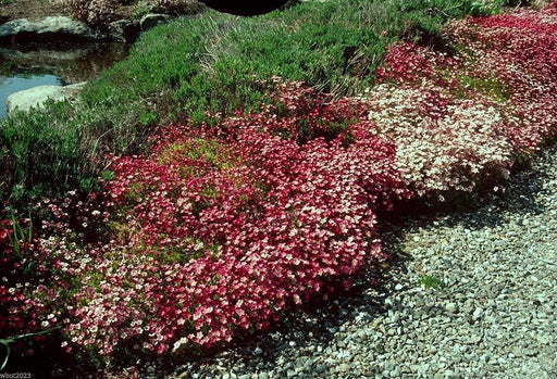 Saxifraga Mossy Seeds "Species Mix"Succulent ,Perennial Groundcover . - Caribbeangardenseed